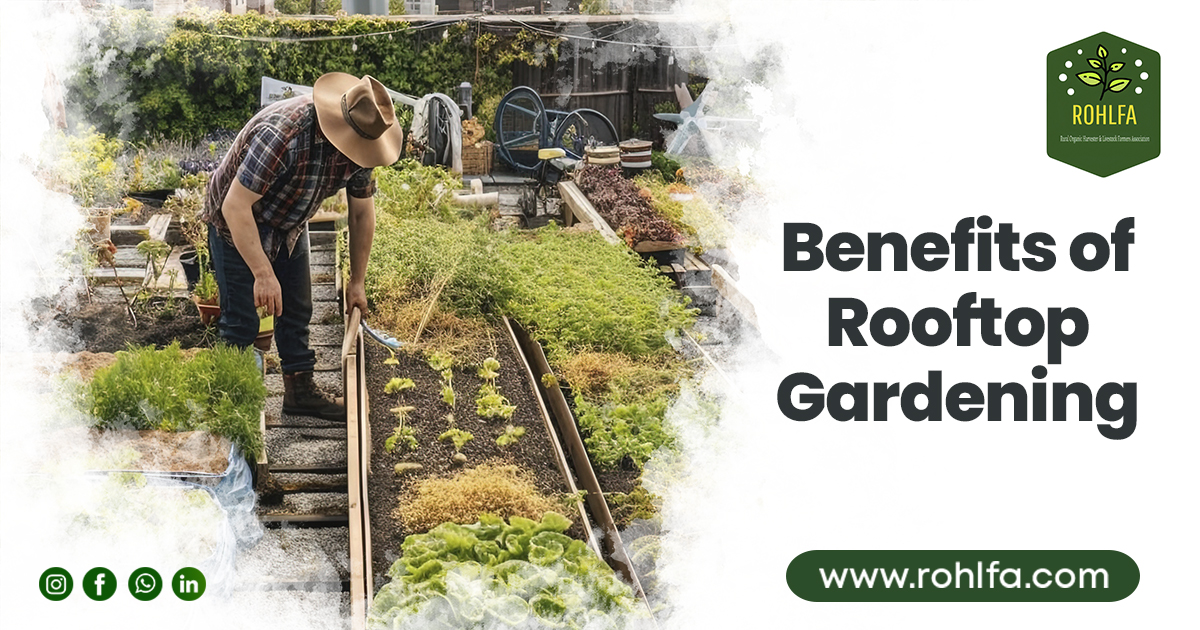 Benefits of Rooftop Gardening