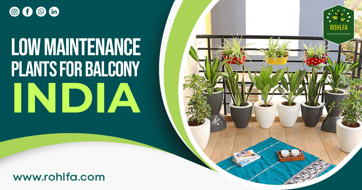 Low Maintenance Plants For Balcony in india