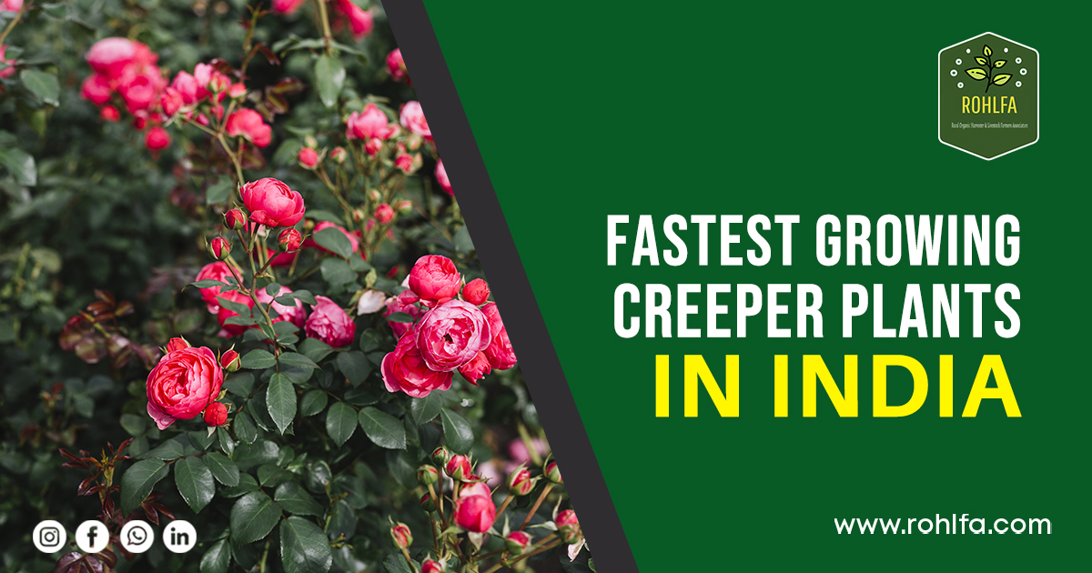 Fastest Growing Creeper plants