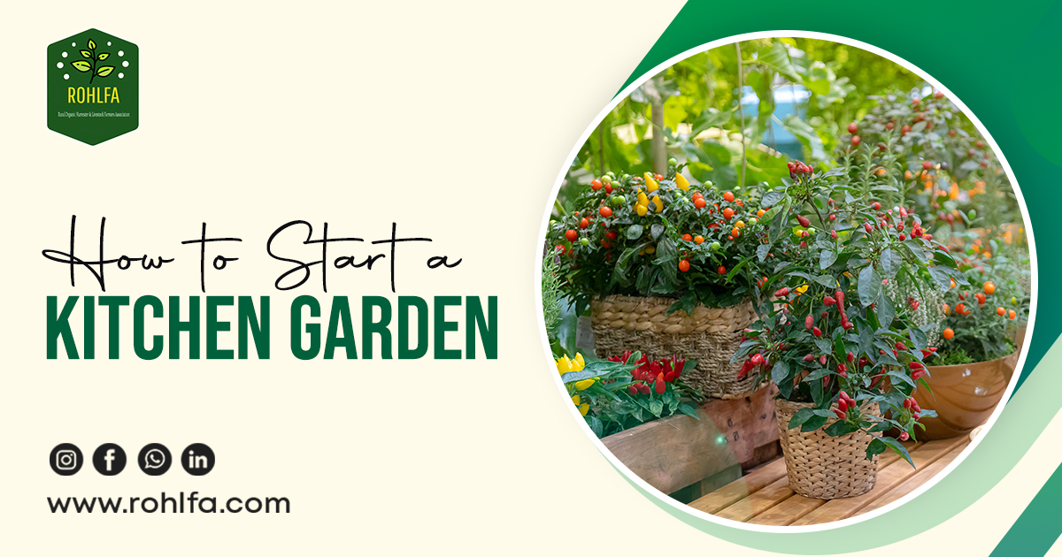 How to Start a kitchen Garden