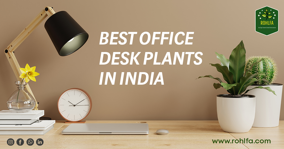 Best Office Desk Plants in India