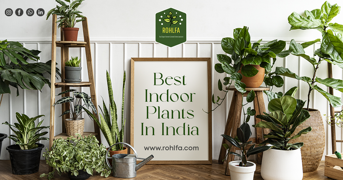 Best indoor plants in India