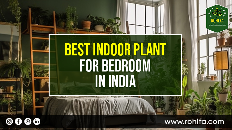 Best Indoor Plants for Bedroom In India